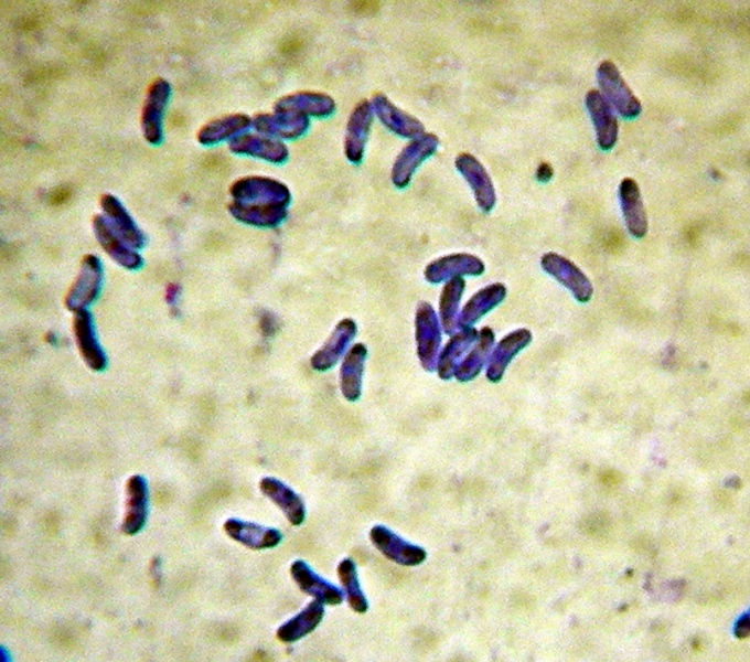 Sfida al microscopio!!